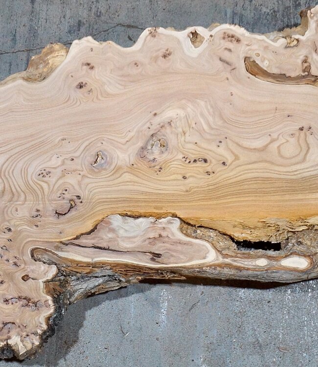 Caucasian Elm, burl slab, approx. 1550 x 500 x 48 mm, 13695
