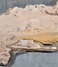 Caucasian Elm, burl slab, approx. 1550 x 500 x 48 mm, 13695