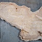 Caucasian Elm, burl slab, approx. 1600 x 470 x 40 mm, 13692