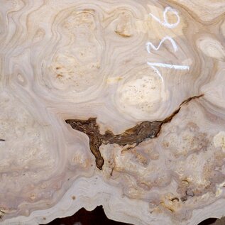 Caucasian Elm, burl slab, approx. 1600 x 470 x 40 mm, 13692