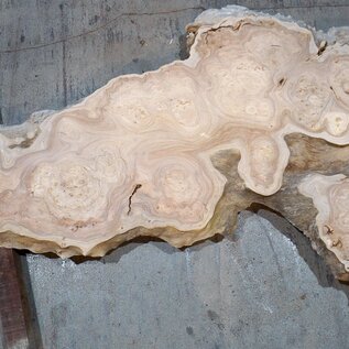 Caucasian Elm, burl slab, approx. 1600 x 470 x 40 mm, 13692