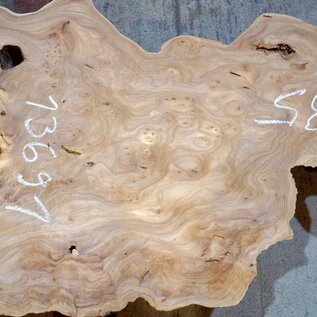 Caucasian Elm, burl slab, approx. 1850 x 460 x 40 mm, 13691