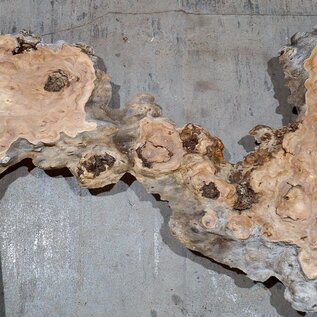 Caucasian Elm, burl slab, approx. 1850 x 460 x 40 mm, 13691