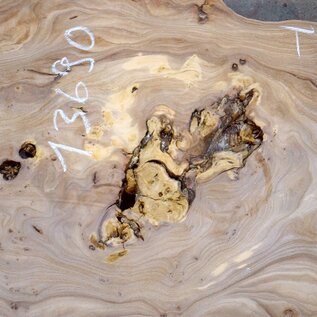 Caucasian Elm, burl slab, approx. 2000 x 790 x 45 mm, 13690