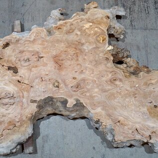 Caucasian Elm, burl slab, approx. 2000 x 790 x 45 mm, 13690