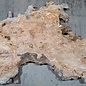 Caucasian Elm, burl slab, approx. 2000 x 790 x 45 mm, 13690