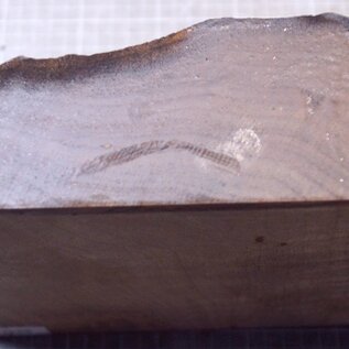 Caucasian Walnut, approx.  225 x 225 x 28-67mm, 1,82kg