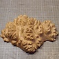 Goldfield Burl knot, approx. 210 x 120 x 55mm, 0,76kg