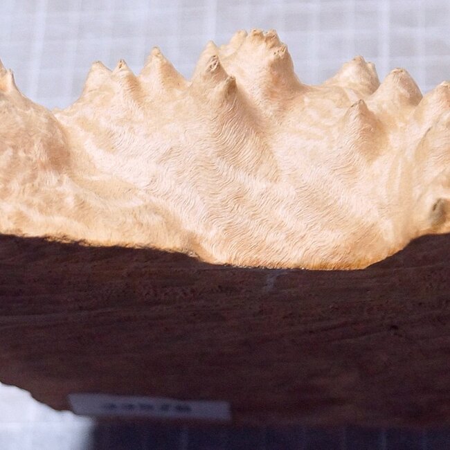 Goldfield Maser Knolle, ca. 210 x 120 x 55mm, 0,76kg