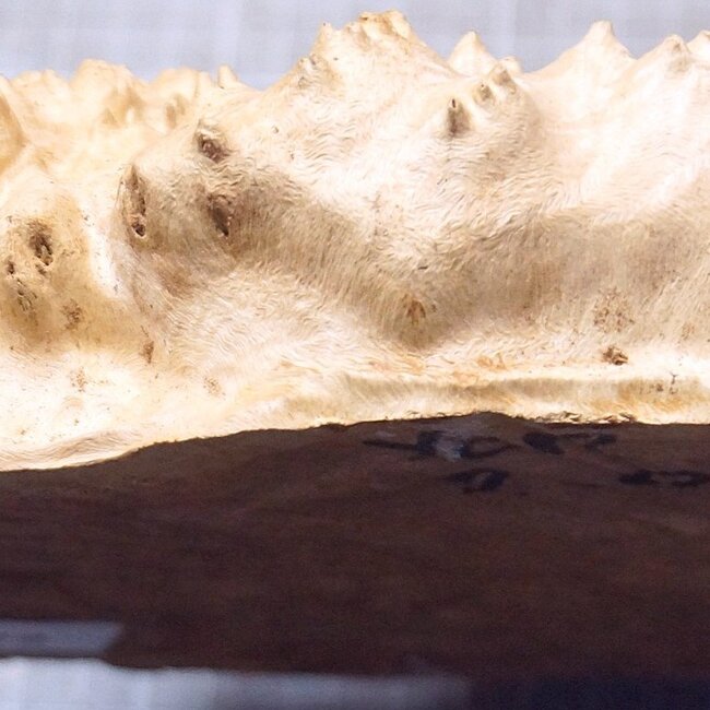 Goldfield Maser Knolle, ca. 230 x 160 x 65mm, 1,3kg