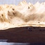 Goldfield Burl knot, approx. 230 x 160 x 65mm, 1,3kg