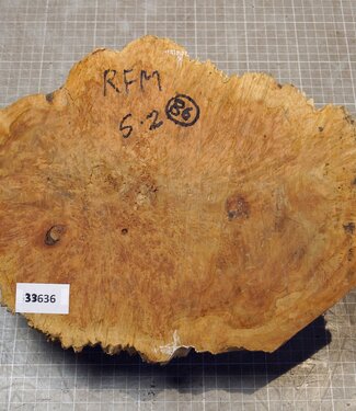 Goldfield Burl knot, approx.  280 x 220 x 90mm, 3,64kg