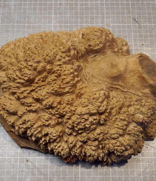 Goldfield Maser Knolle, ca. 280 x 220 x 90mm, 3,64kg