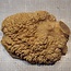 Goldfield Burl knot, approx.  280 x 220 x 90mm, 3,64kg