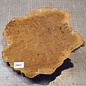 Goldfield Burl knot, approx. 250 x 240 x 110mm, 2,72kg