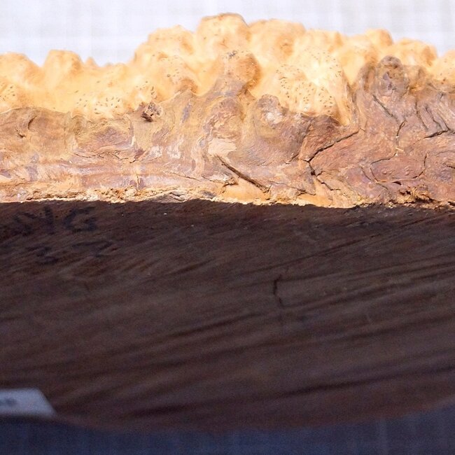 Goldfield Burl knot, approx. 270 x 190 x 70mm, 2,28kg