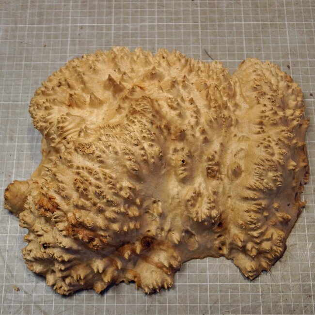 Goldfield Burl knot, approx. 305 x 220 x 95mm, 3,56kg