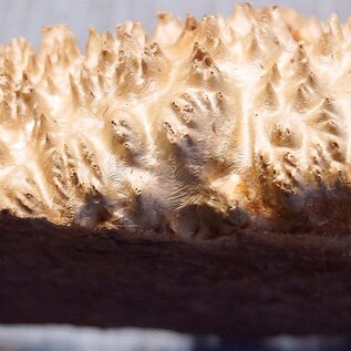 Goldfield Burl knot, approx. 305 x 220 x 95mm, 3,56kg