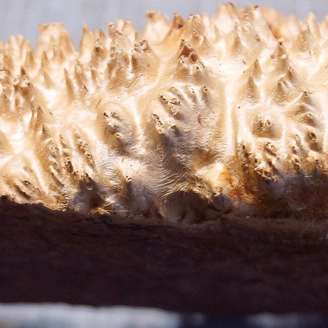 Goldfield Burl knot, approx. 305 x 220 x 95mm, 3,56kg