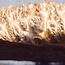 Goldfield Maser Knolle, ca. 305 x 220 x 95mm, 3,56kg