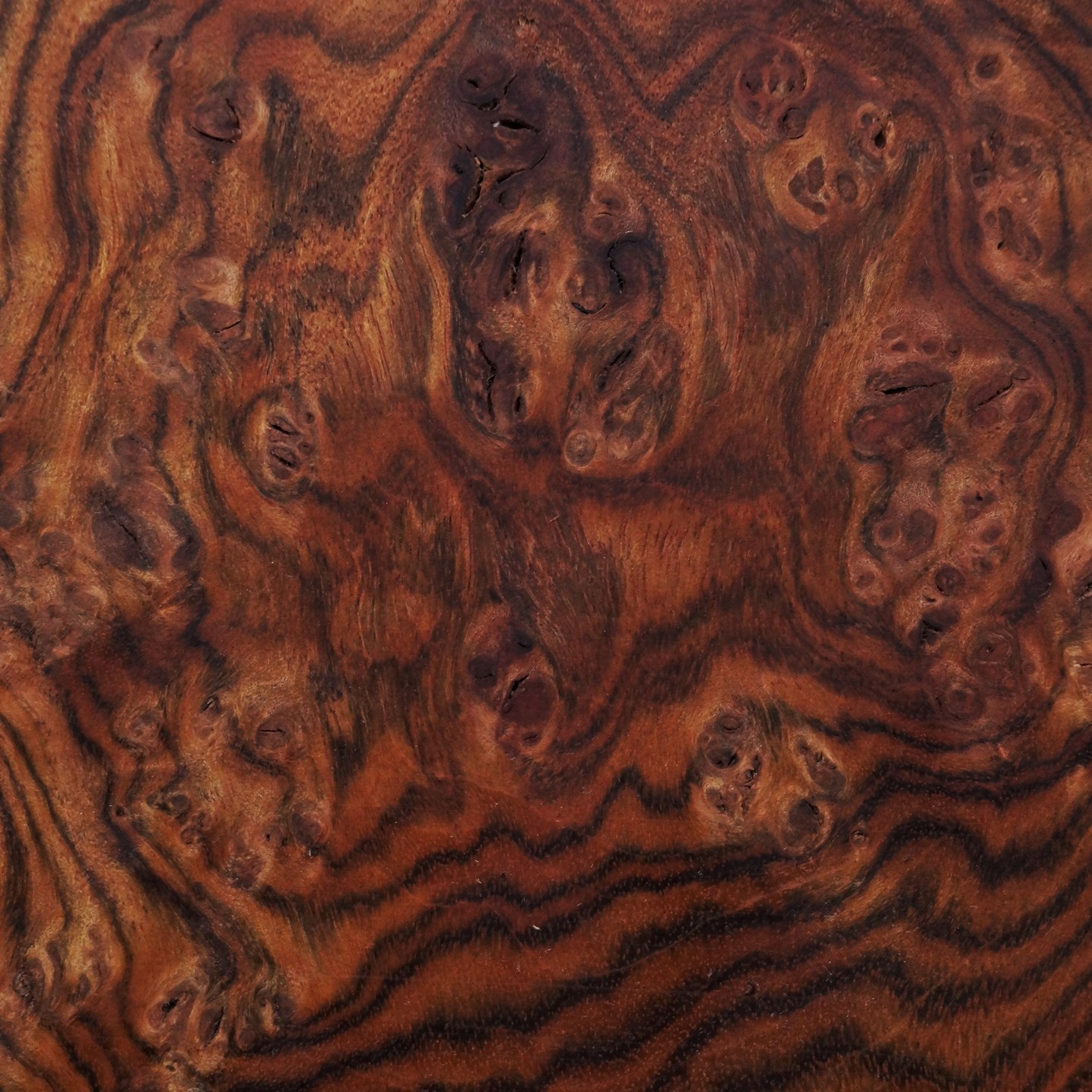 Chechen, Honduras Walnut