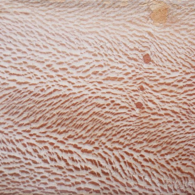 Platane, Spiegelplatane