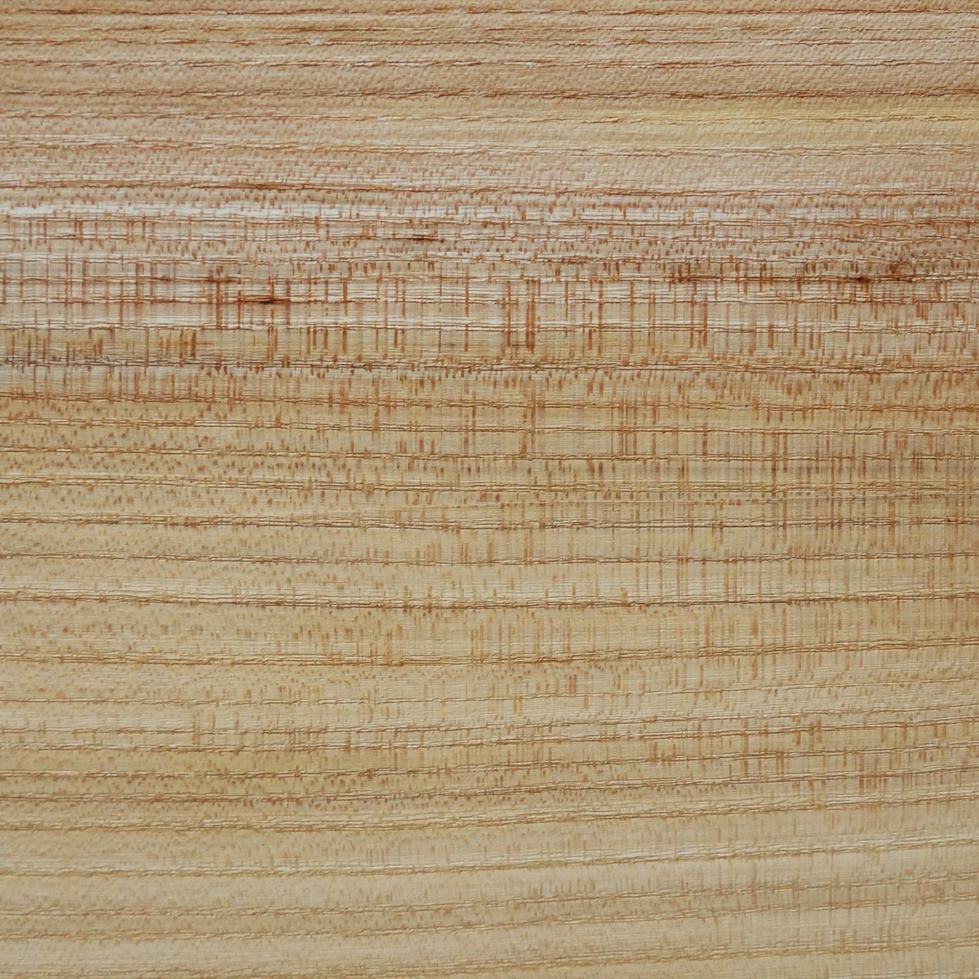 Dutch elm