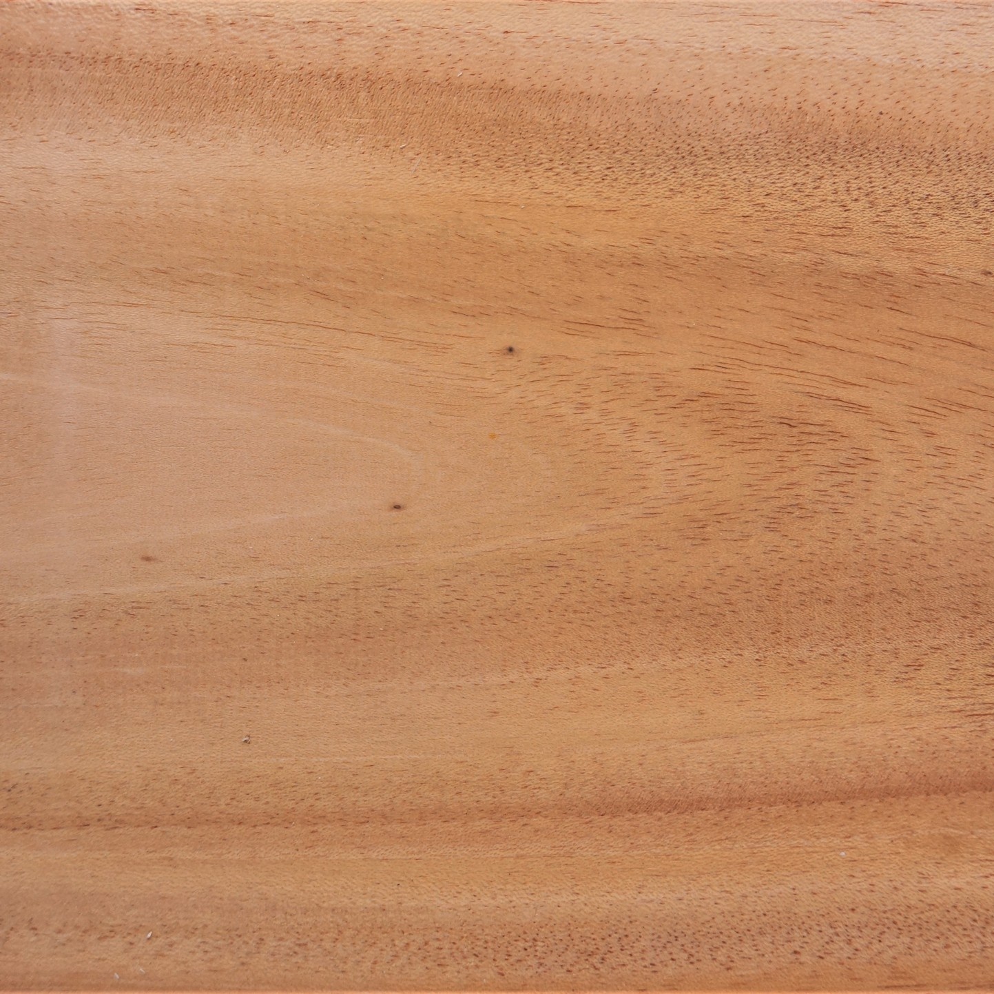 Swietenia Mahogany