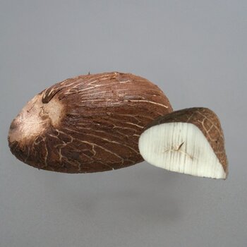 Tagua Nut