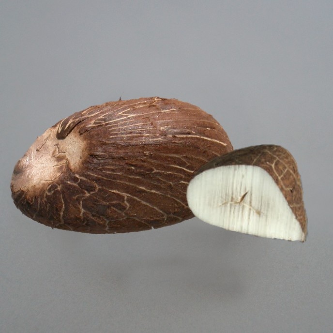 Tagua Nut