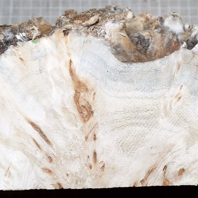 Pappel Maser, ca. 250 x 205 x 70mm, 1,5kg