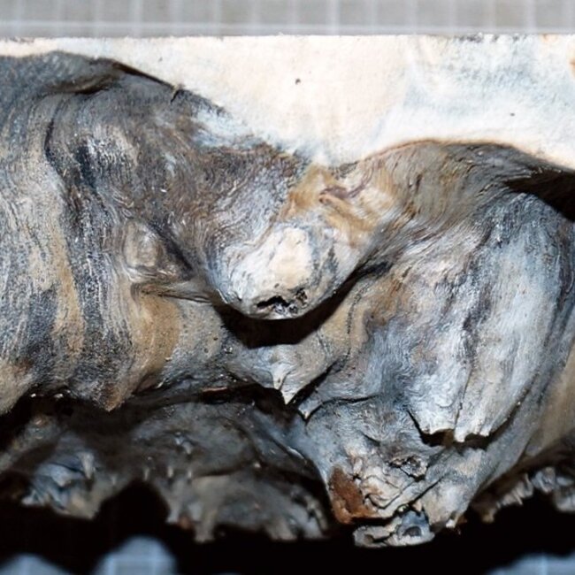 Pappel Maser, ca. 250 x 205 x 70mm, 1,5kg