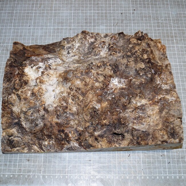 Pappel Maser, ca. 335 x 250 x 60mm, 1,9kg