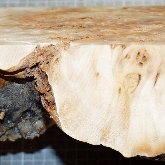 Mappa, poplar burl, approx. 235 x 225 x 65mm, 1,5kg