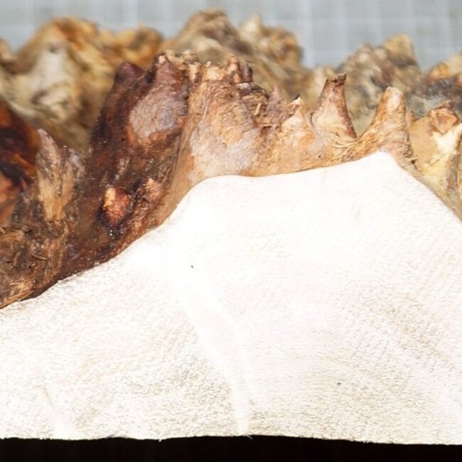 Mappa, poplar burl, approx. 220 x 200 x 52mm, 0,6kg