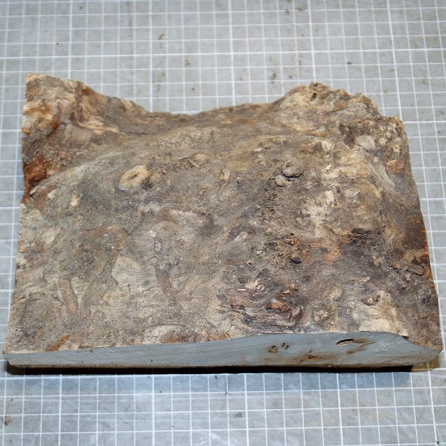 Pappel Maser, ca. 210 x 150 x 20-80mm, 0,9kg