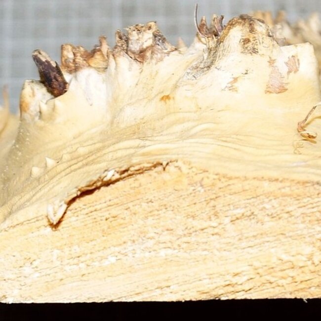 Mappa, poplar burl, approx. 295 x 165 x 40mm, 0,7kg