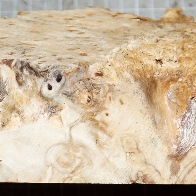 Pappel Maser, ca. 200 x 170 x 52mm, 0,7kg