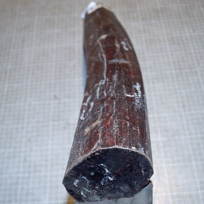 Schlangenholz, ca. 480 x 70 x 60 mm, 2,3 kg