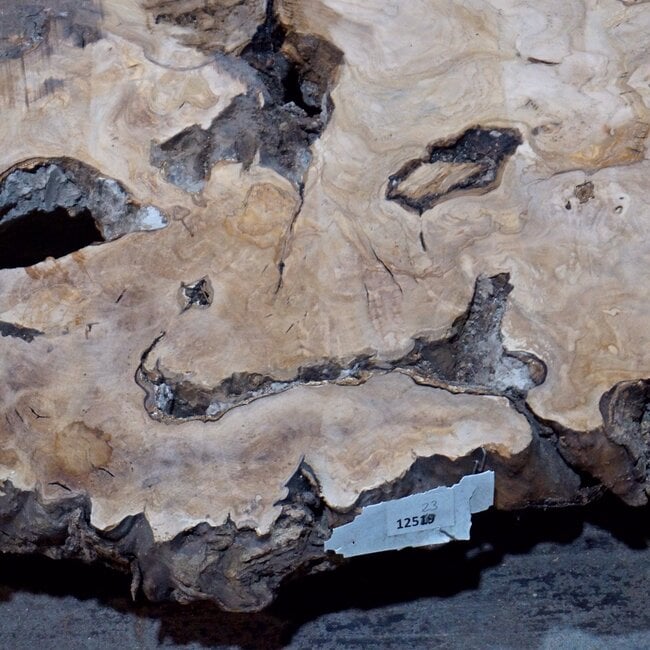 Olive Platte, Baumscheibe, ca. 1200 x 600 x 45 mm, 12523