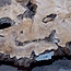 Olive Platte, Baumscheibe, ca. 1200 x 600 x 45 mm, 12523