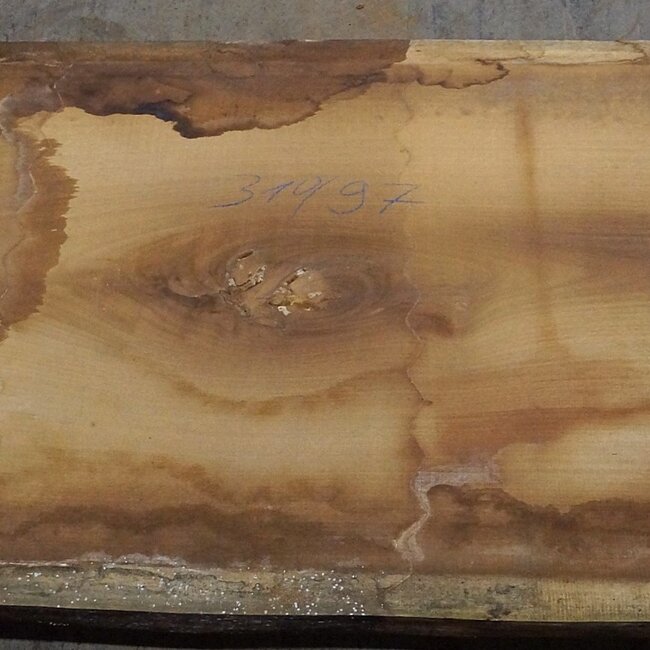 Iroko Tischplatte, ca. 3100 x 970 x 65 mm, 13289