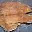 Sapeli Mahagoni, Tischplatte, ca. 2300 x 1370 x 65 mm, 13712