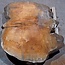 Sapeli Mahagoni, Tischplatte, ca. 1570 x 1200 x 65 mm, 13716