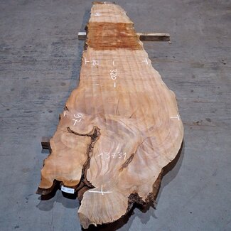 Sapeli Mahagoni pommelé, Tischplatte, ca. 3200(3400) x 630 x 50 mm, 13731 G