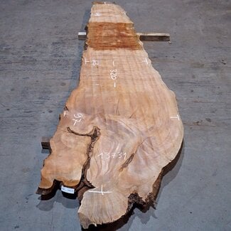 Sapeli Mahogany pommelé, table top, approx. 3200(3400) x 630 x 50 mm, 13731 G