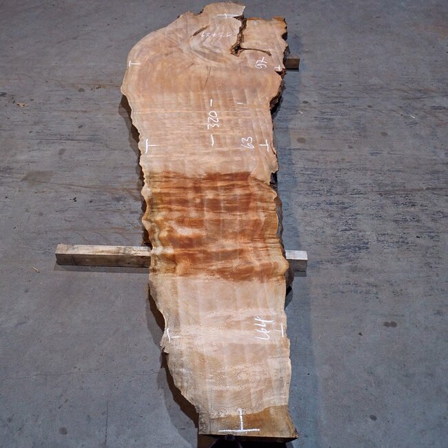 Sapeli Mahagoni pommelé, Tischplatte, ca. 3200(3400) x 630 x 50 mm, 13731 G