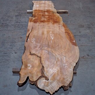 Sapeli Mahagoni pommelé, Tischplatte, ca. 2500(2700) x 950 x 52 mm, 13732 G
