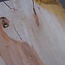 Pearwood unsteamed, approx. 1750 x 660 x 30-40 mm, 13737 G