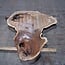 Caucasian Walnut slab, approx. 1150 x 1060 x 50 mm, 13747 G